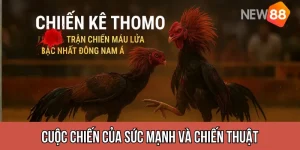 Live Đá Gà Thomo NEW88 – Trải Nghiệm Kịch Tính Chuẩn Trường Gà Campuchia